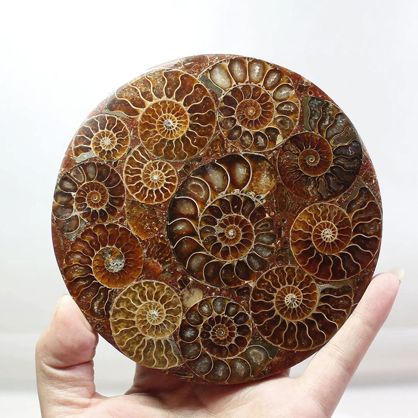 ZHDECOR Natural 11cm Natural Ammonite Shell Plate with Shelf, Mineral from Madagascar Circle Disk, Reiki Crystal Healing Stones Decorations