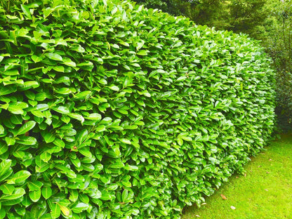 10 Cherry Laurel Evergreen Hedging 40-60cm Potted Not Bareroot by Sunnyside Nurseries