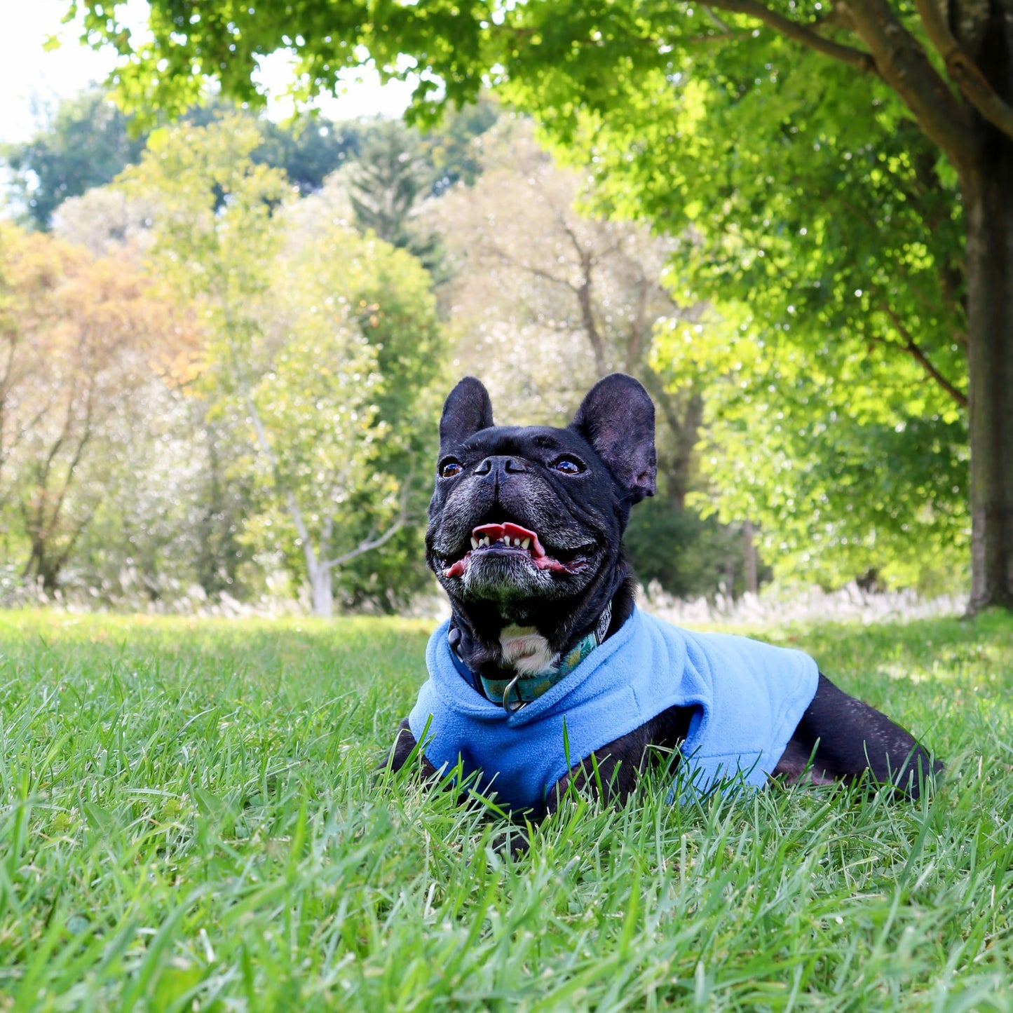 JACKO & CO - Fleece Vest Sweater with Leash Ring - Soft Lightweight Breathable for Puppies Small Medium Dogs, Kitten, Cats, Chihuahua - Warm for Fall/Autumn/Winter (Blue, XL (17-25lbs))