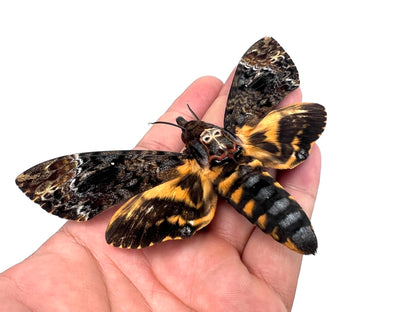 Death Head Moth Acherontia Skull Butterfly Handmade Shadow Box Oddity Curiosities Unique Gift Taxidermy Collectables Tabletop Wall Art Home Decor Living Gallery Bedroom K18-01-DE-MT