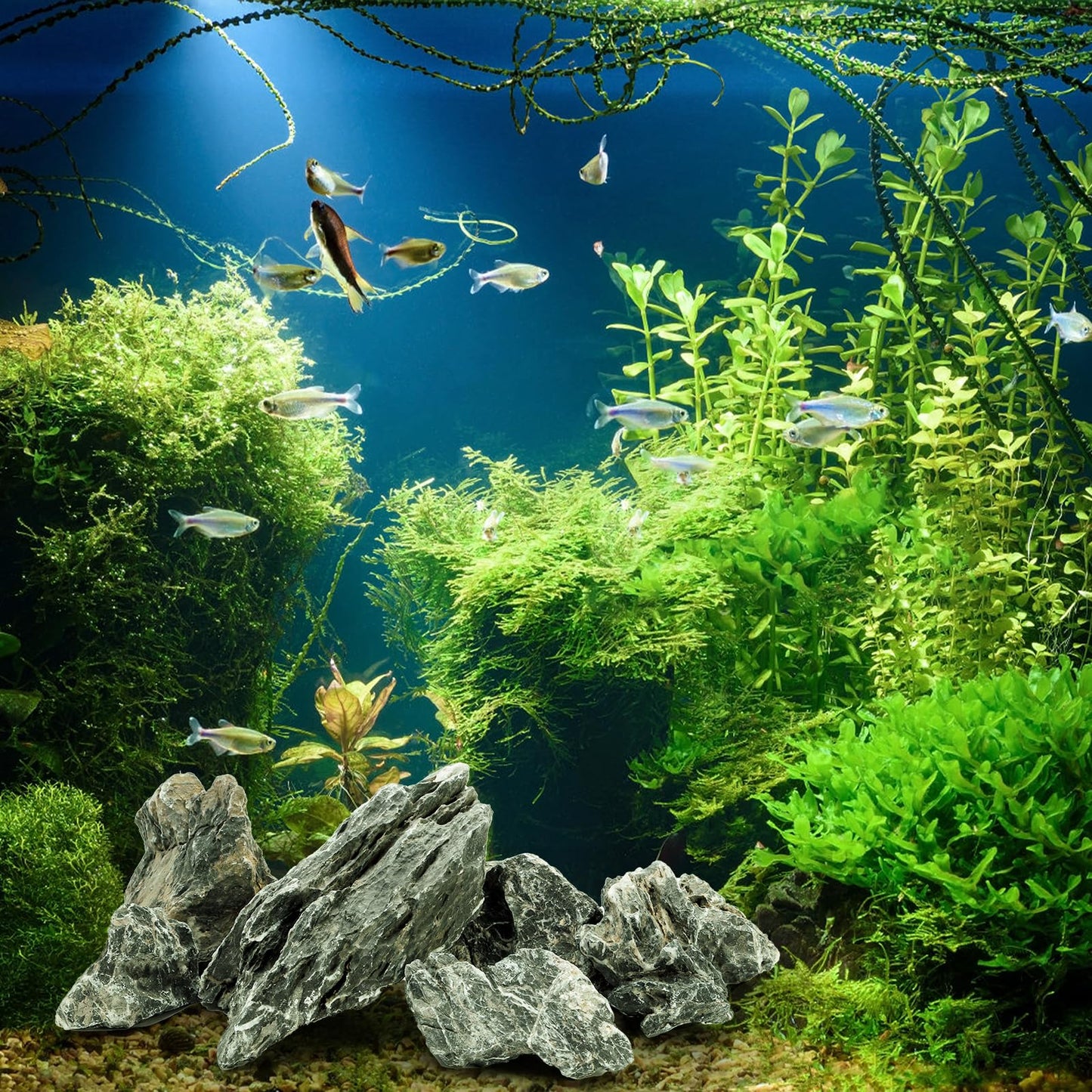 Eorbow 12lb Seiryu Stone, Aquarium Rocks for Terrariums, Paludarium, Vivariums, Reptile, Amphibian Enclosures, Fish Tank Decor for Aquarium Landscaping Models