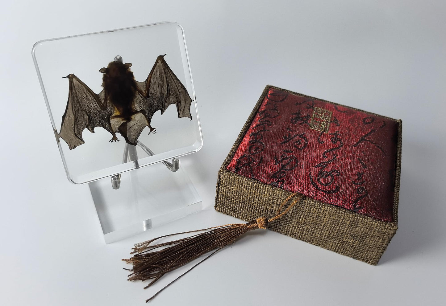 Taxidermy Bat, Real Bat Specimens Animal Specimen in Resin with Acrylic Base Display Stand for Science Classroom Science Education.Unique Gift for Fans of Taxidermy, Animal Skull, Oddities, Biology