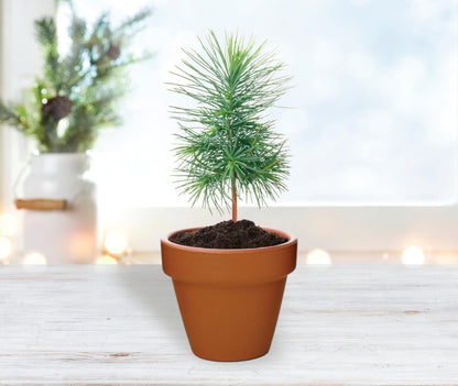 BUZZY Seeds Holiday Mini Spruce Kit 12-Pack – Terracotta Pots with Bear, Penguin, and Snowman Designs, All-in-One Tree Seed Starter Set, Stocking Stuffer, Party Favor