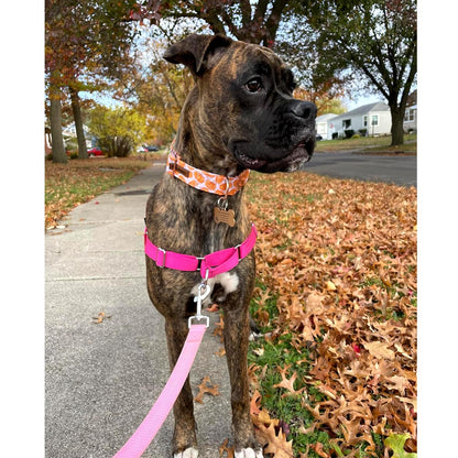 Lionheart Glory Halloween Pumpkin Collar - Heavy Duty, Adjustable, for Medium Dogs, Female or Male