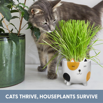 The Cat Ladies Cat Grass for Indoor Cats, Cat Grass Growing Kit with Organic Cat Grass Seed Mix, Soil and Ceramic Cat Planter, Pet Grass for Cats, Natural Hairball Remedy, Cat Gifts