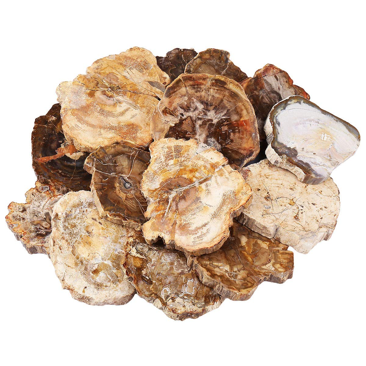 rockcloud 3.3-5" Natural Irregular Petrified Wood Stones Coaster Cup Mat Chakra Healing Stone Specimen 1 PC