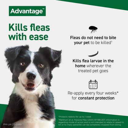 Advantage Spot On Flea Treatment For Large Cats and Rabbits Over 4kg (4 pipettes, 80mg), Kills Fleas Within 24 Hours, Prevents Further Infestation For Up To Four Weeks in Cats