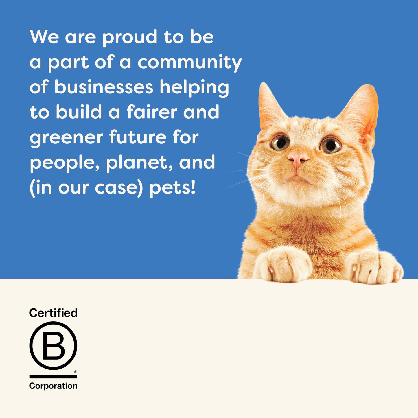 Applaws Natural Wet Adult Cat Food, Fish Selection in Jelly 70g Tin (Pack of 12)