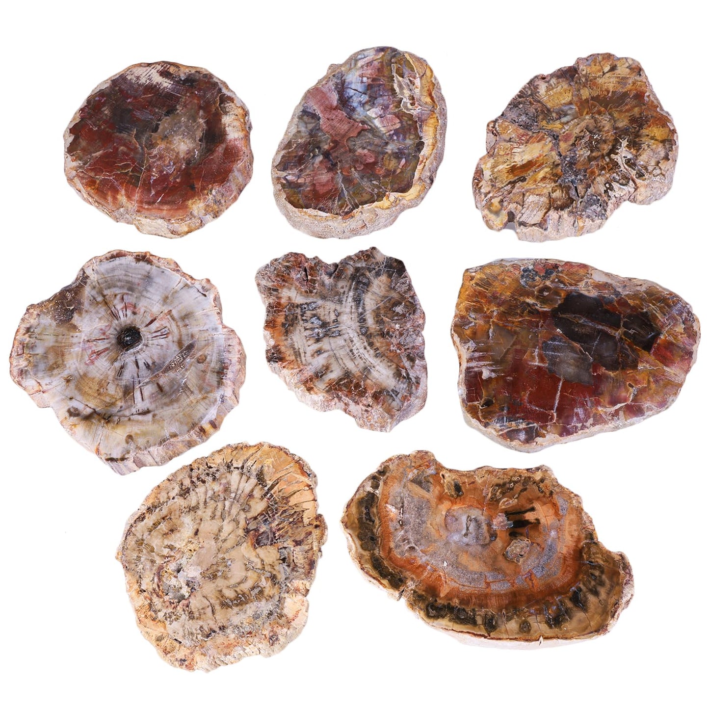 Sportmusies Natural Petrified Wood Slice Mineral Specimen Home Office Decoration, Irregular-Shaped Fossil Wood Stone Reiki Meditation, 1.96-5.51 inches