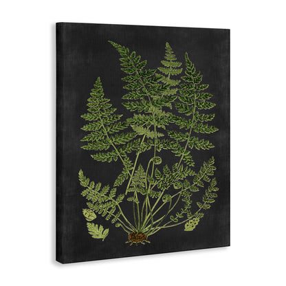 Stupell Industries 'Scientific Botanical Fern Drawing', Canvas Art, 16 x 20 Inches, Easy to Hang and Sturdy, Made in USA, by Lettered and Lined