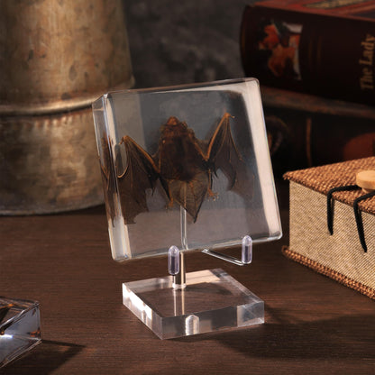 Taxidermy Bat, Real Bat Specimens Animal Specimen in Resin with Acrylic Base Display Stand for Science Classroom Science Education.Unique Gift for Fans of Taxidermy, Animal Skull, Oddities, Biology