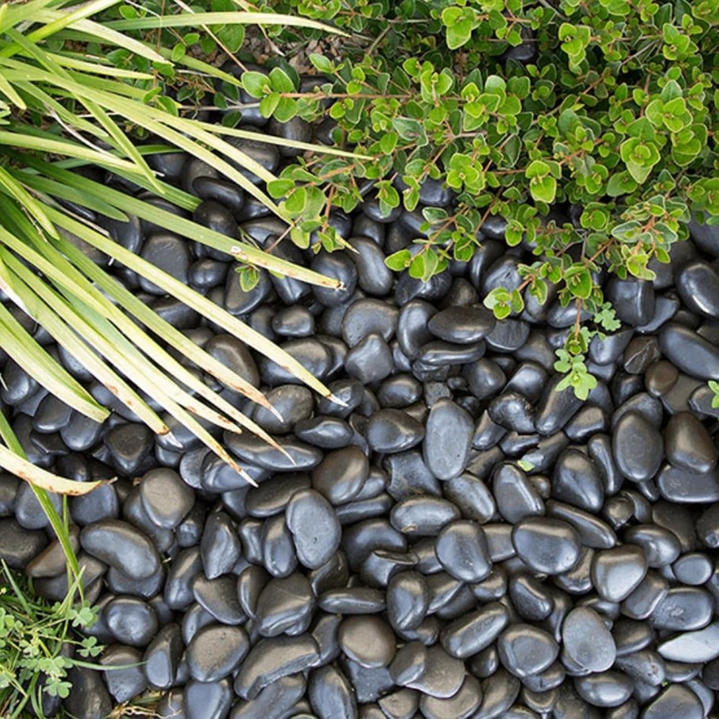 VINICS 5lbs Large Pebbles for Indoor Plants, 2-3 Inch Natural Black River Rocks for Aquarium, High Polished Decorative Stones for Vase Filler Fish Tank Landscaping Garden