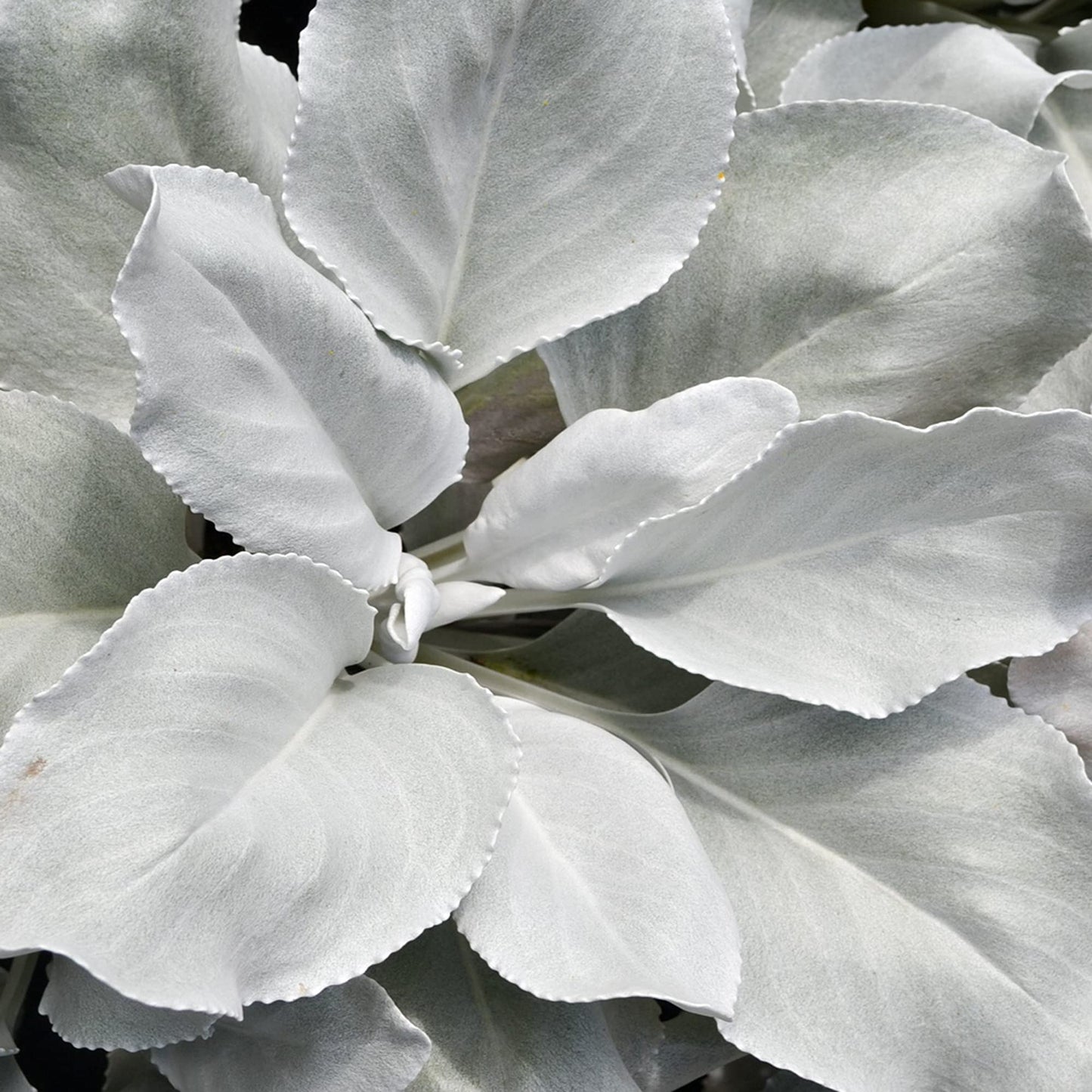 GardenersDream Senecio Angel Wings - Striking Evergreen Perennial & Flowering Garden Plant, Unique Silver Foliage with Outdoor Year-Round Interest - Drought Tolerant (10-20cm Incl. Pot)