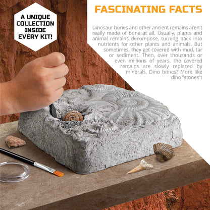 Discovery Colossal Fossil Dig Set, 15-Piece Archeology Excavation Kit, Uncover Real Shark Teeth and More, STEM Toys for Boys and Girls