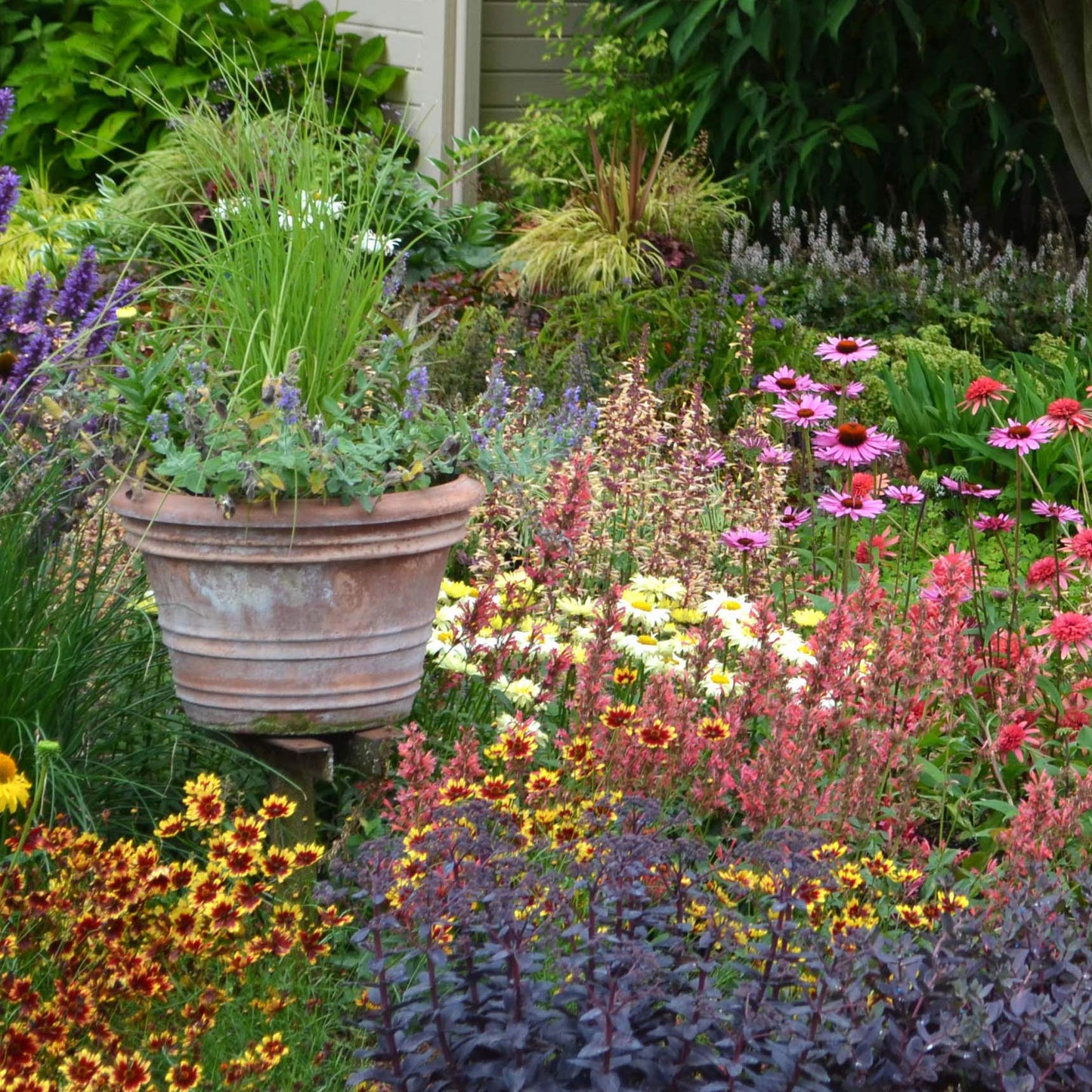 YouGarden Pack of 12 Mixed Winter Hardy Perennial Plants in 9cm Pots, Garden Ready Autumn Bedding Plants in 9cm Pots, Extremely Hardy