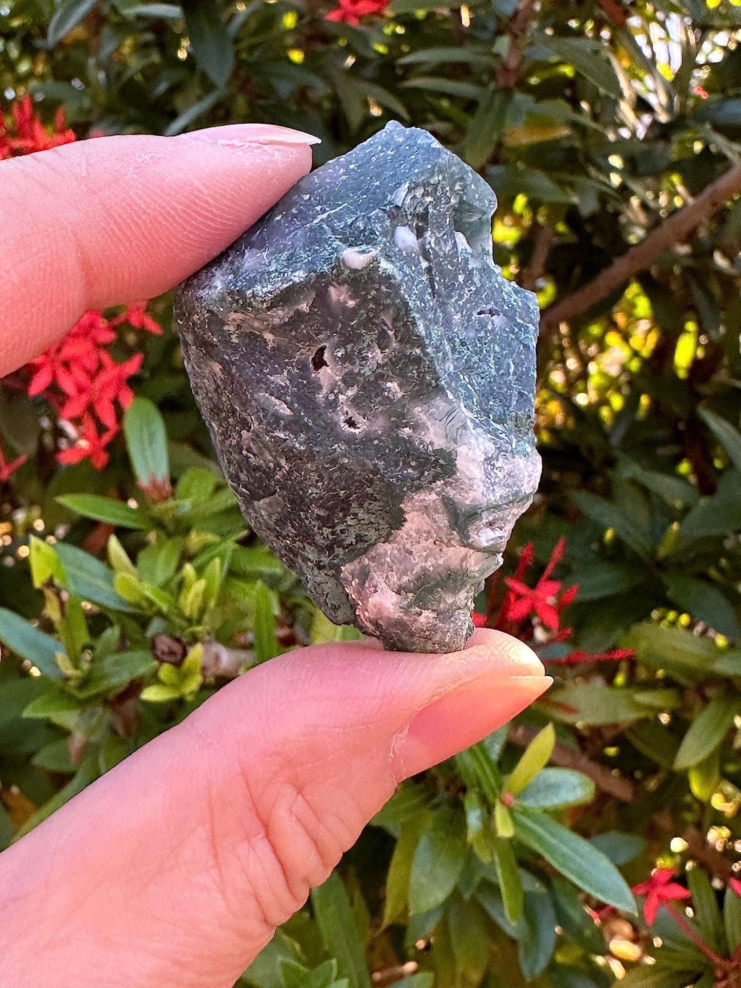 1 Pound Raw Tree Agate - Natural Tree Agate Stone, Natural Rough Tree Agate, Tree Agate Rough, Tree Agate Rocks (Tree Agate)