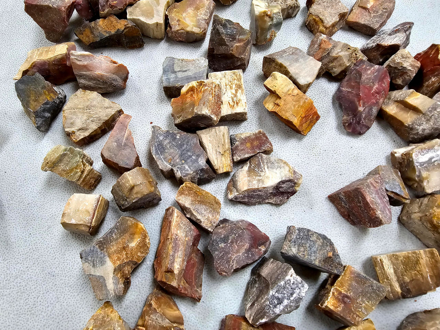 MINERALUNIVERSE Half Pound Petrified Wood Rough Stones - Bulk Petrified Wood - Raw Natural Stones & Crystals - Fountain Rocks for Tumbling, Polishing, Wire Wrapping, Reiki, Chakra Crystal Healing