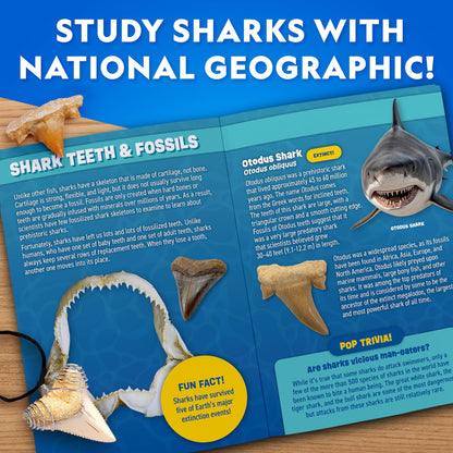 National Geographic Shark Tooth Dig Kit – Excavate Replica Teeth Fossils from Ancient Sharks and Make a Shark-Tooth Necklace, STEM Science Kit for Kids Ages 6-8, Educational Fossil Dig Activity