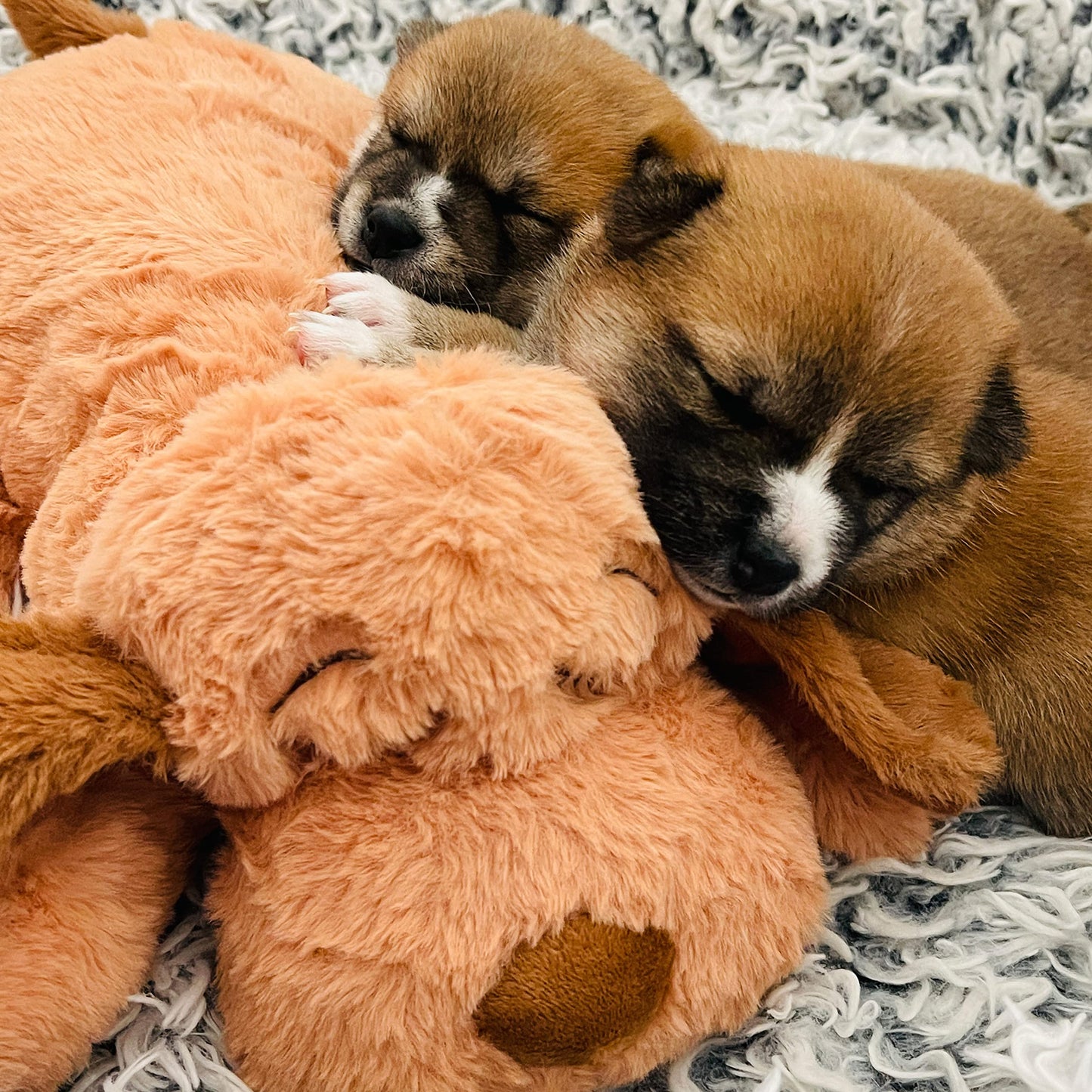 Original Snuggle Puppy Toy, Heartbeat Toy for Puppy, Dog Toys for Anxiety Relief, Calming Aid, Dog Heartbeat Toys for Behavioral Training in Biscuit
