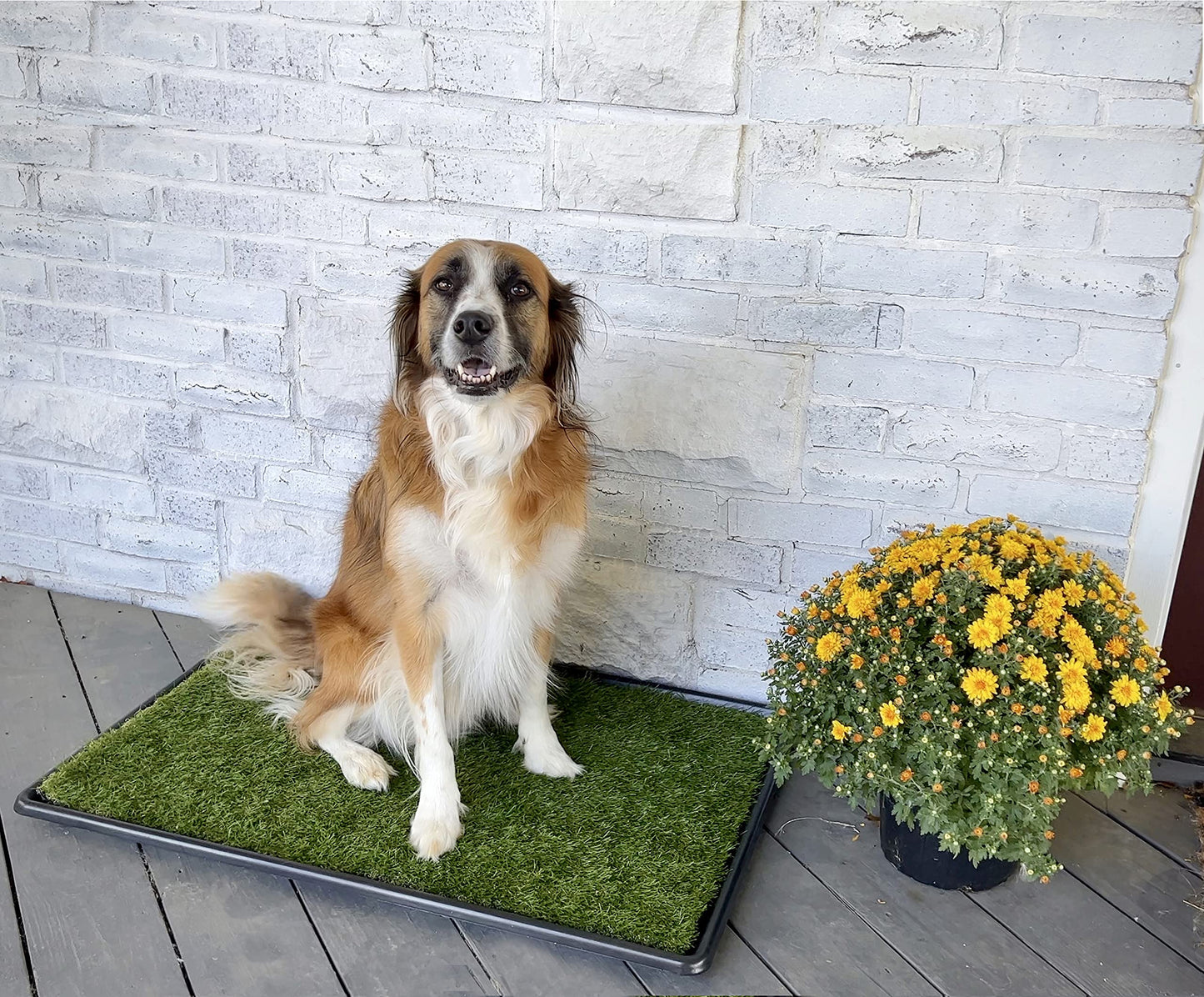 PICK FOR LIFE Dog Grass Toilet, Large size 51 x 63.5 cm, Indoor Outdoor Dog Potty Systems, Portable Toilet with Fake Grass and Tray, Reusable Trainer Tray for Puppy Training