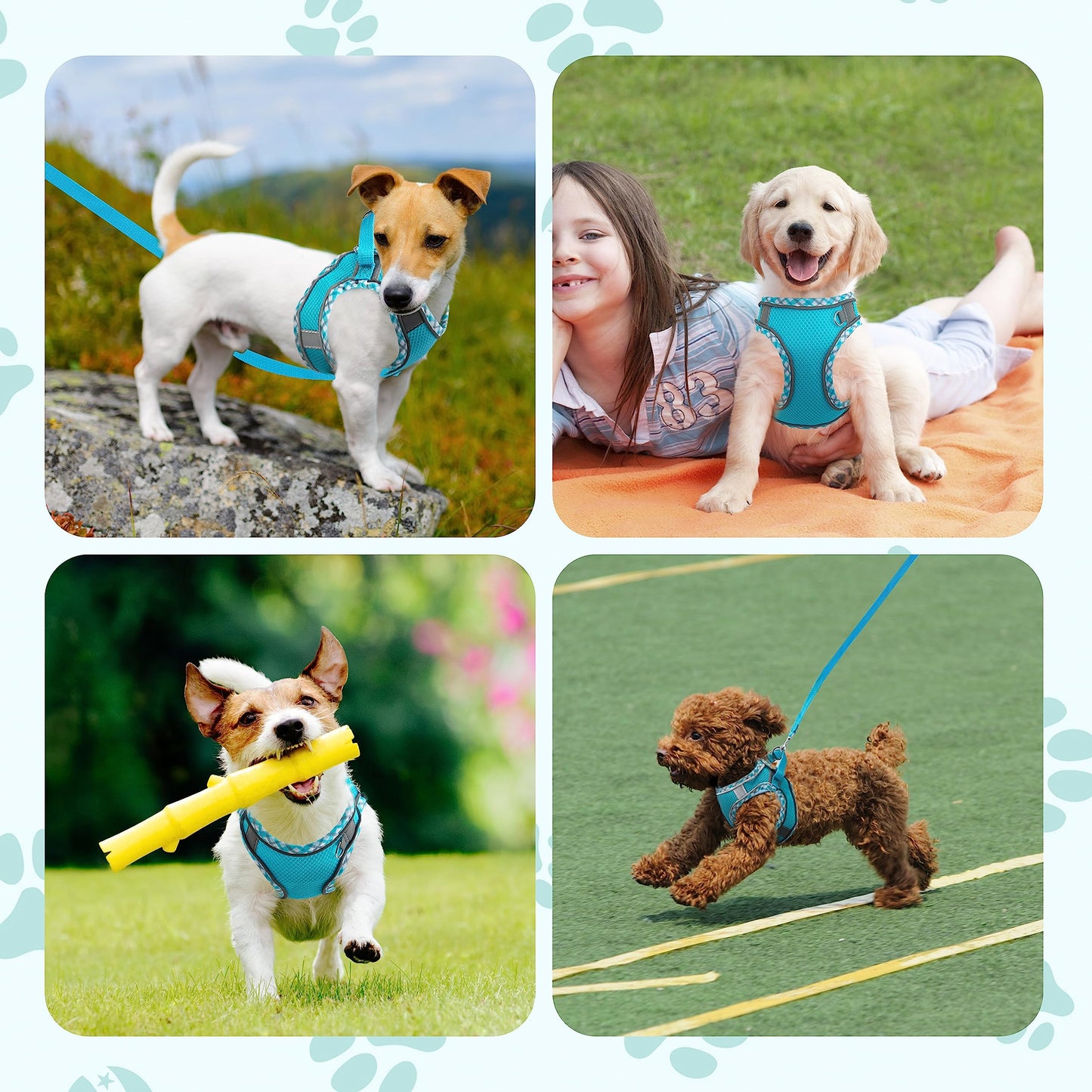 No Pull Dog Harness and Leash Set - Adjustable Reflective Breathable Mesh Step in Easy Walk for Extra Small/Small Medium Cats Puppy Outdoor Hiking Training (Orange L)