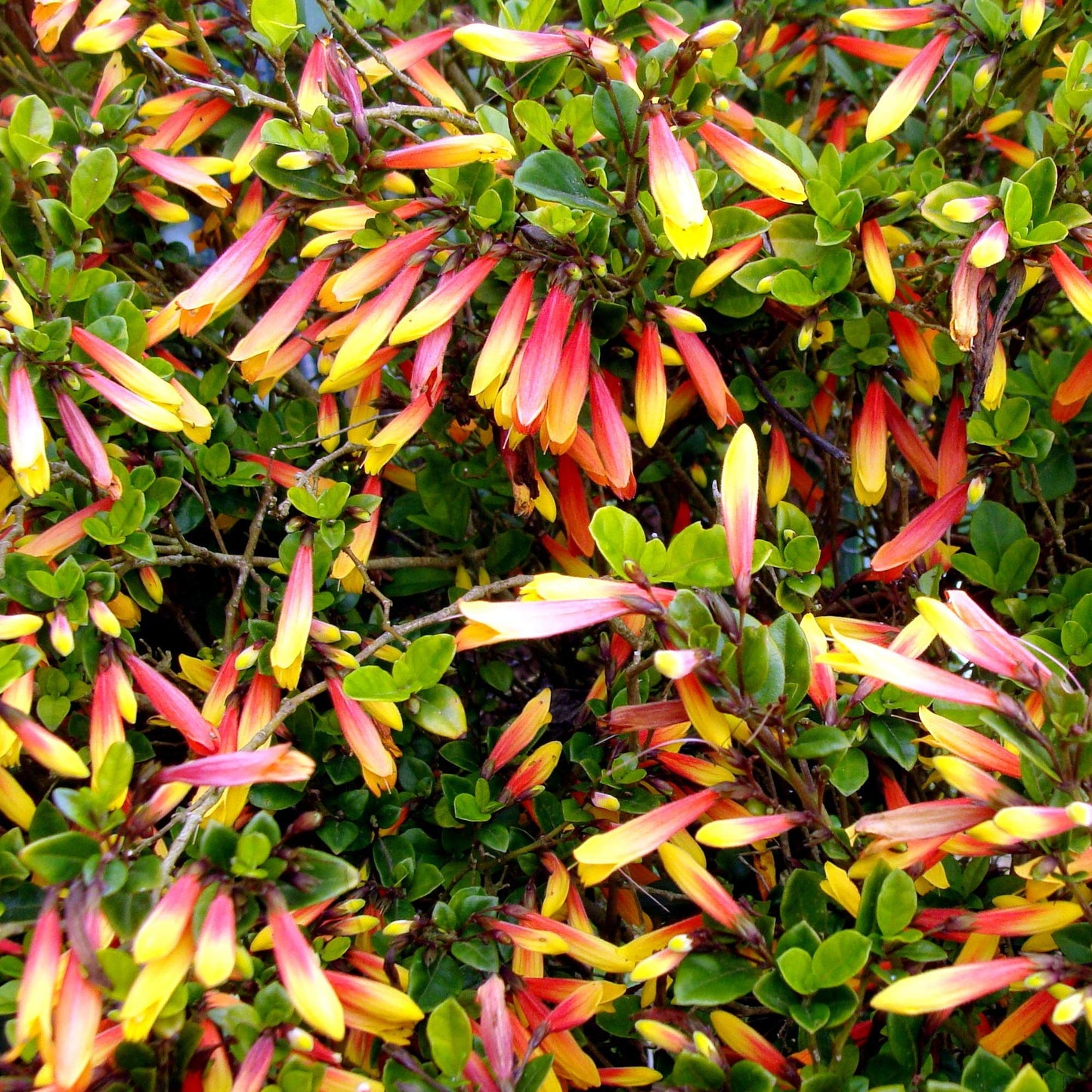 Jacobinia Pauciflora Brazilian Fuchsia Evergreen Perennial Flowering Shrub (20-30cm (Incl. Pot))