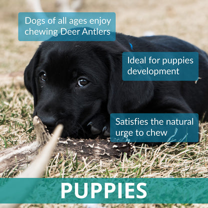 Two Antler Chews for Puppies, SMALL, Sustainable, Naturally Shed, Deer Antlers, Puppy Toys, Small Dog Toys