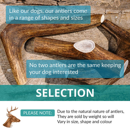 Two Antler Chews for Puppies, SMALL, Sustainable, Naturally Shed, Deer Antlers, Puppy Toys, Small Dog Toys