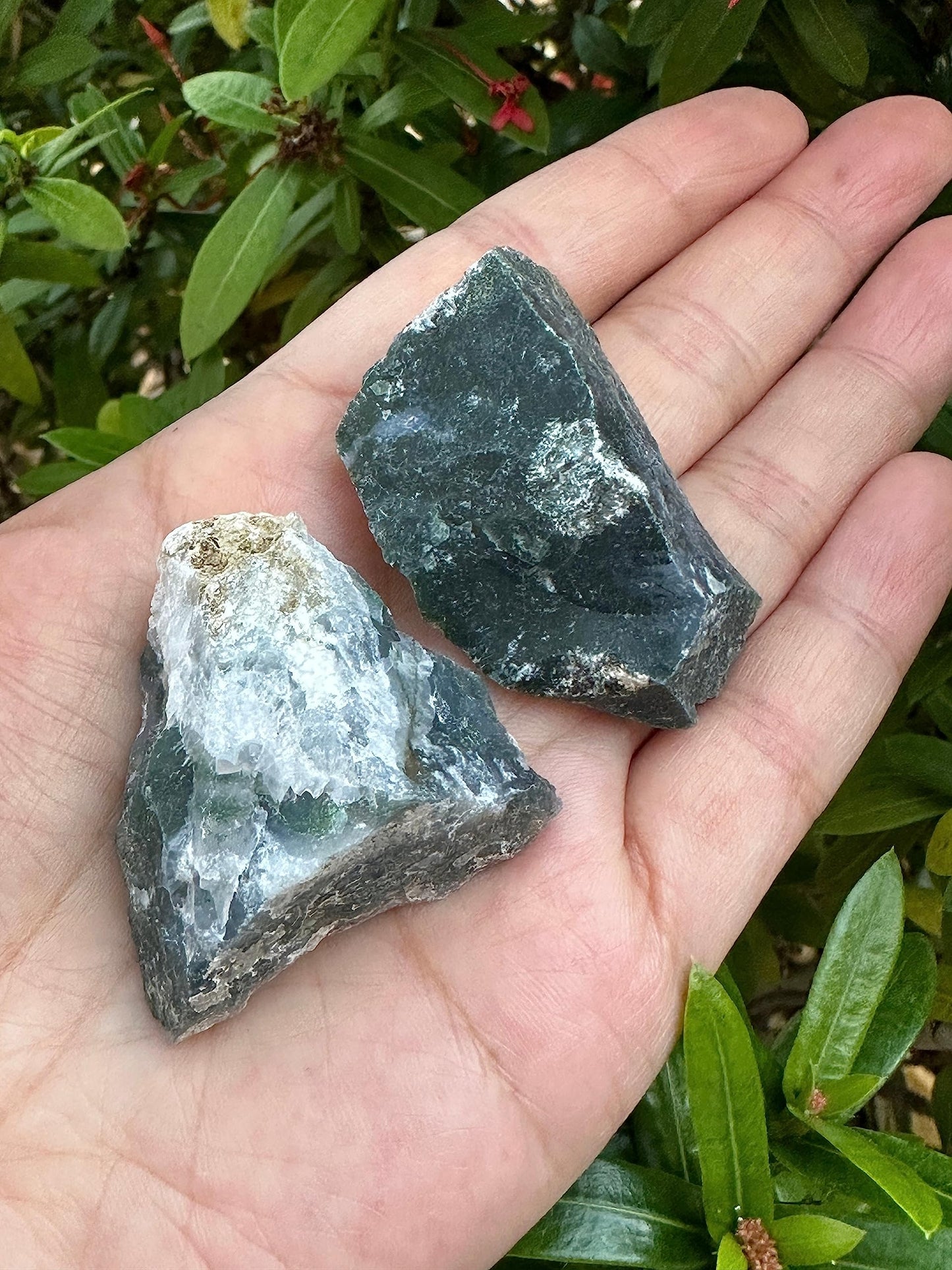 1 Pound Raw Tree Agate - Natural Tree Agate Stone, Natural Rough Tree Agate, Tree Agate Rough, Tree Agate Rocks (Tree Agate)