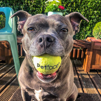 Petface Super Tennis Balls For Dogs, Throw and Fetch, Outdoor Exercise (Pack of 12)