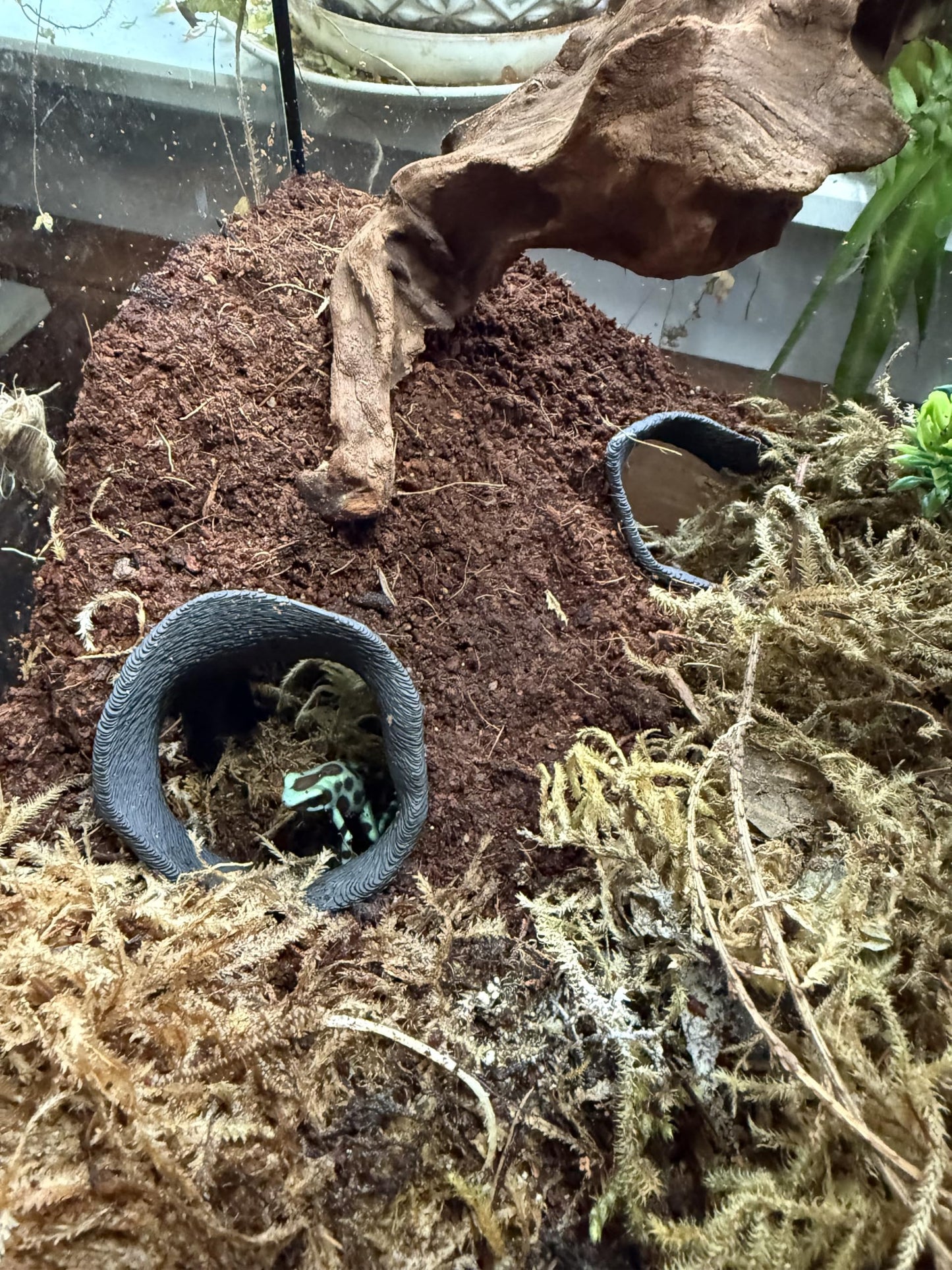 Aquarium & Terrarium Corner Underground Cave – Faux Mangrove Root Hideout for Betta, Corydoras, Shrimp, Geckos & Snakes – Natural-Look Tank Decor in Textured Root Style (Charcoal, 7.5" x7.5''x4)