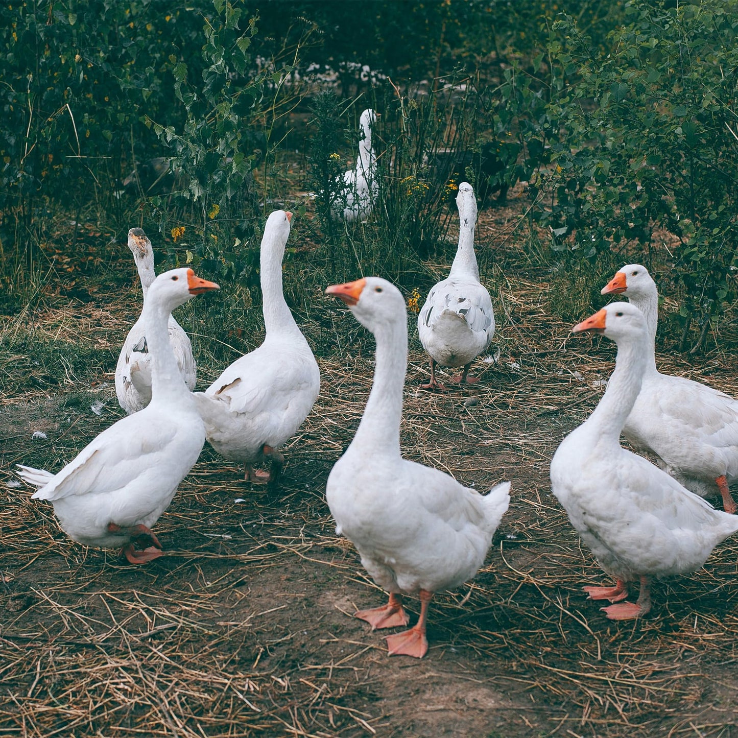 Copdock Mill Range Layers Pellets with Verm-X Chicken Feed 20kg - Premium Quality Complete Feed for Poultry - 100% Natural Mix to Aid Digestion and Protect Against Intestinal Problems